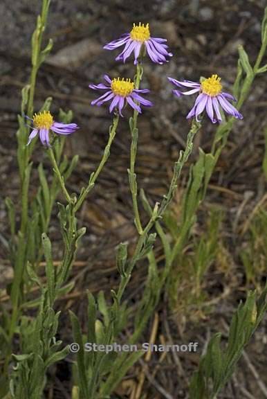 erigeron breweri var breweri 4 graphic